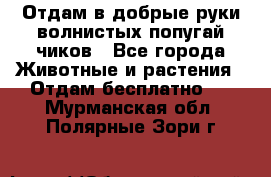 Отдам в добрые руки волнистых попугай.чиков - Все города Животные и растения » Отдам бесплатно   . Мурманская обл.,Полярные Зори г.